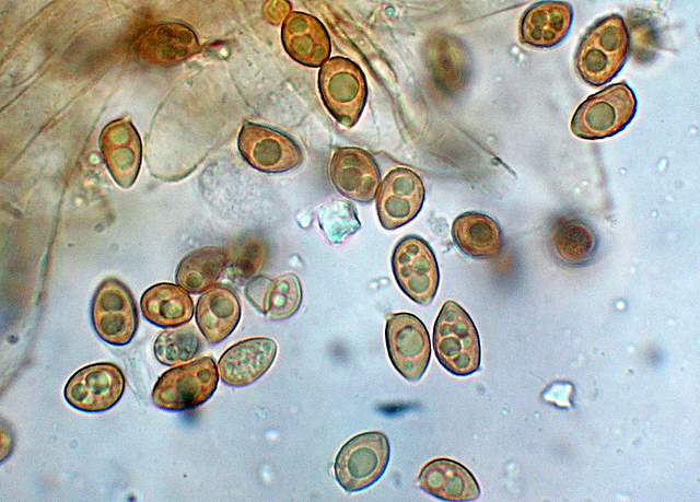 Galerina spec. Cod.:1247-07